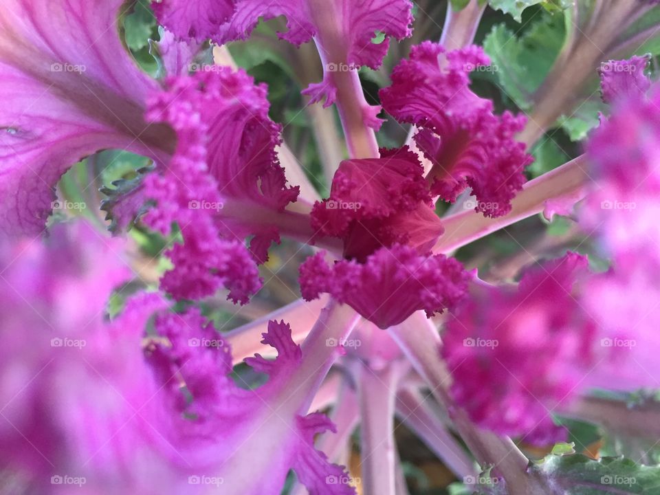  Cool autumn temperatures being out vibrant purples in Minnesota. Macro shot of purple kale.