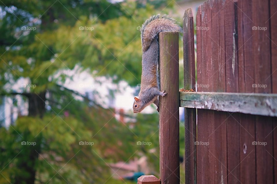 Squirrels in backyard, squirrels in Ohio, squirrels climbing on fences, cute squirrels having fun, wildlife in Ohio, wildlife in your backyard, springtime in Ohio, spring in your backyard 