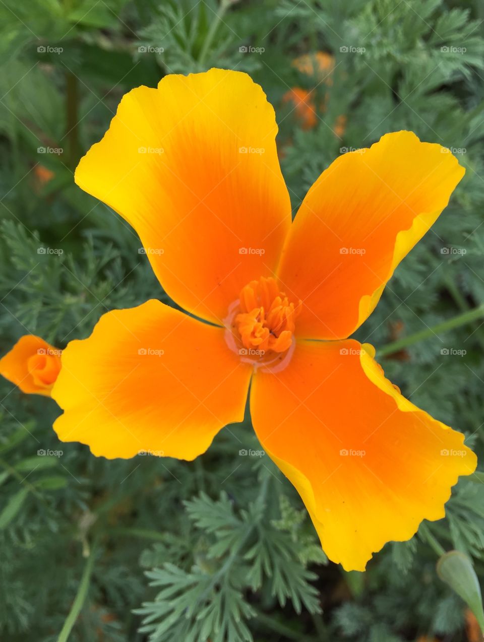 California Poppy 