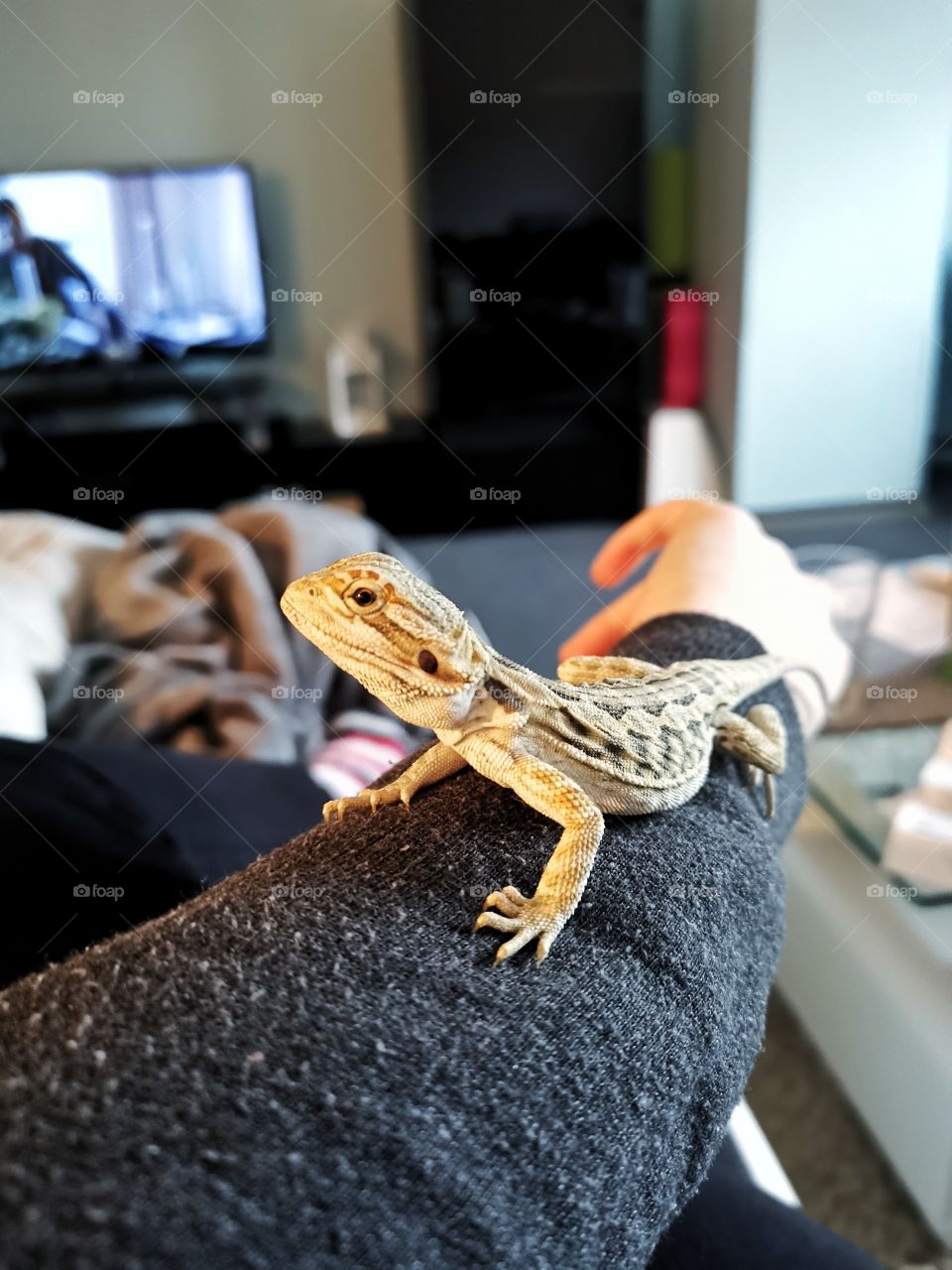 Kleine Bartagame in der Wohnung / außerhalb des Terrariums/ zahm