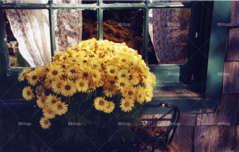 Mums in window