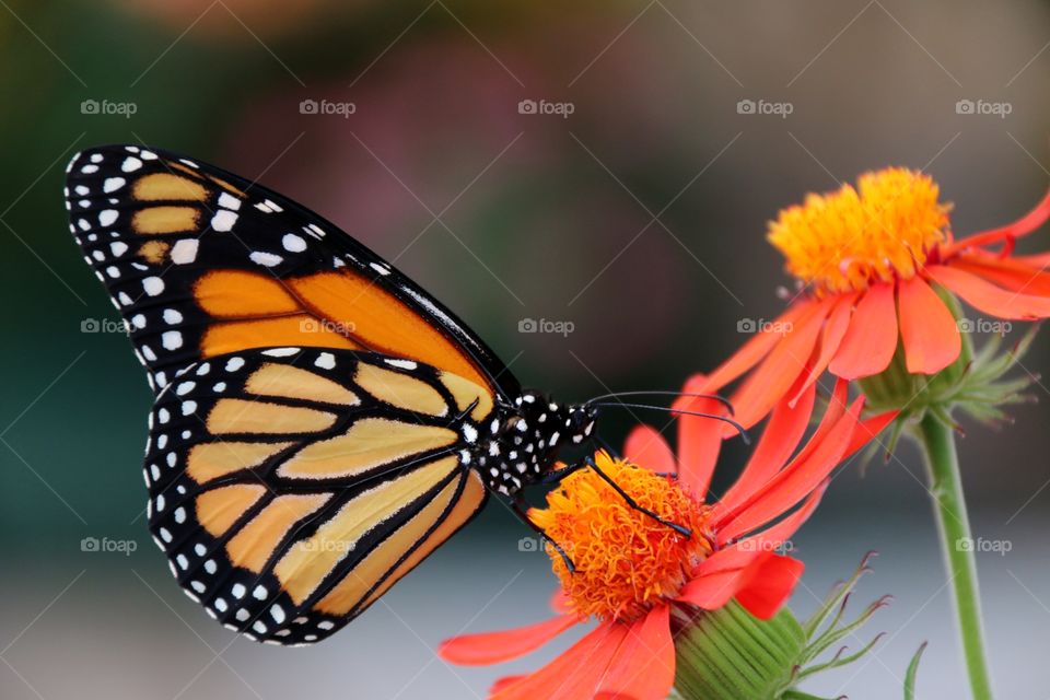 A riot of vivid orange in this macro closeup shot of a monarch butterfly on an orange tropical
Flower