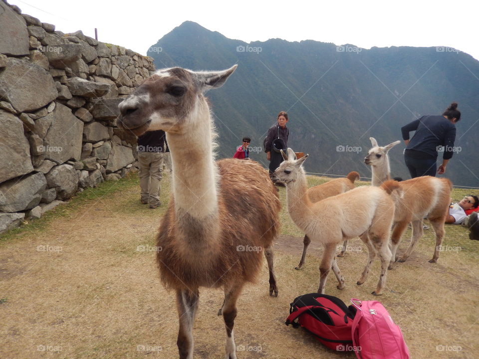 llamas backpack Machu Picchu