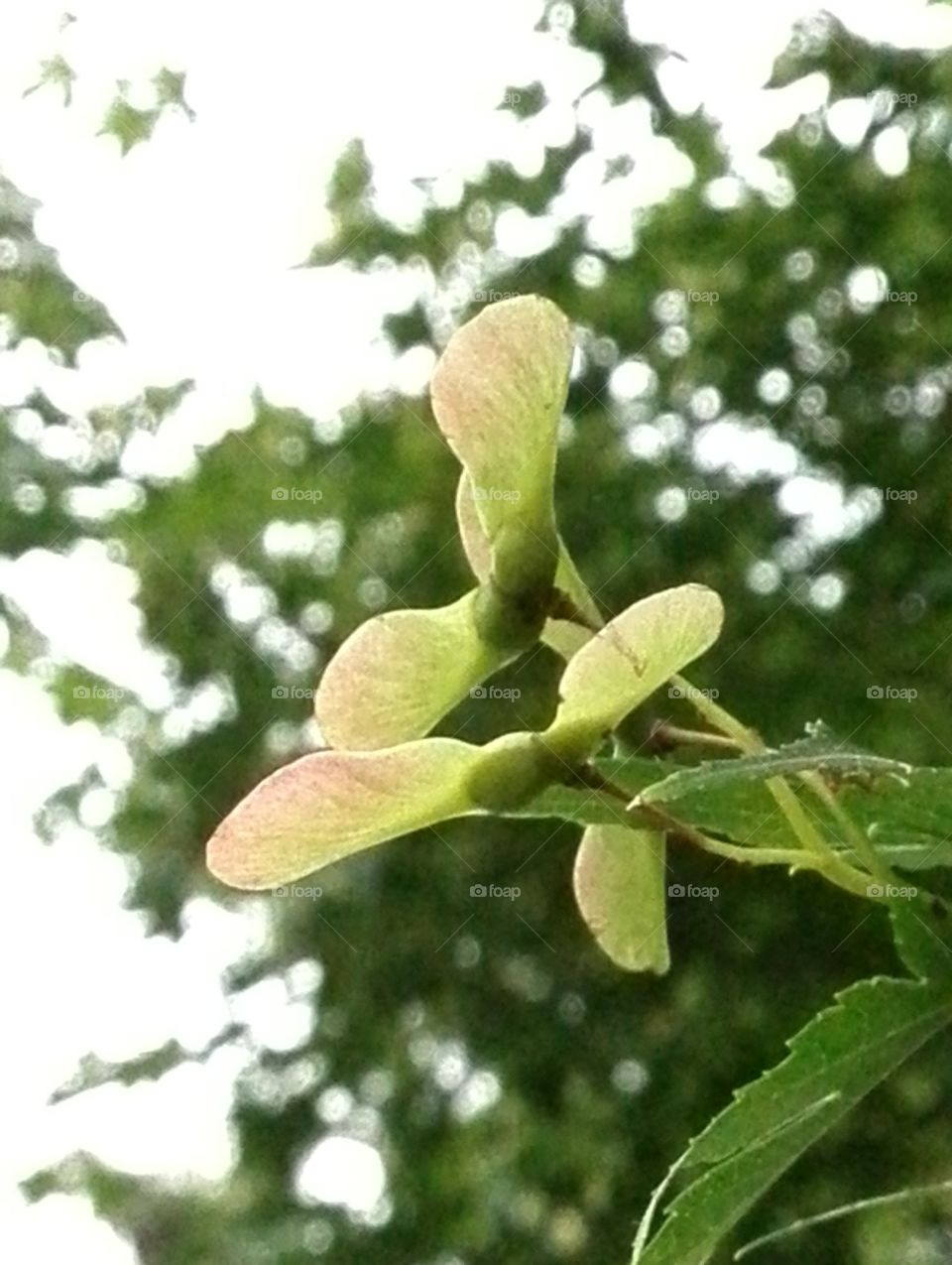 Seeds of maple
