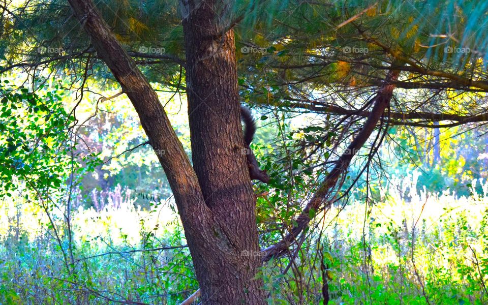 A squirrel plays on an evergreen tree