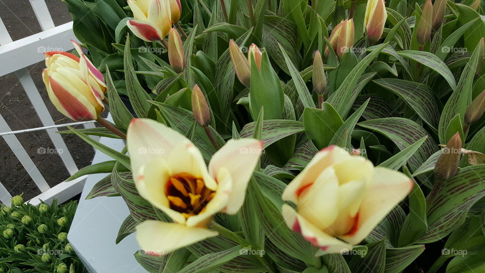 Multi type tulips
