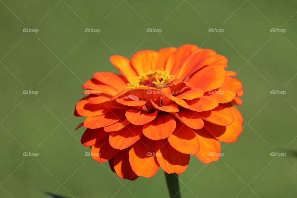 Orange flower against out of focus grassy background 