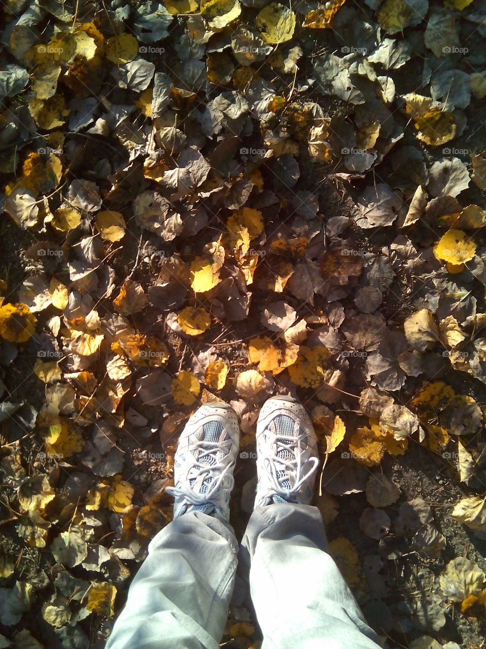 fall leaves gold and shoes legs top view