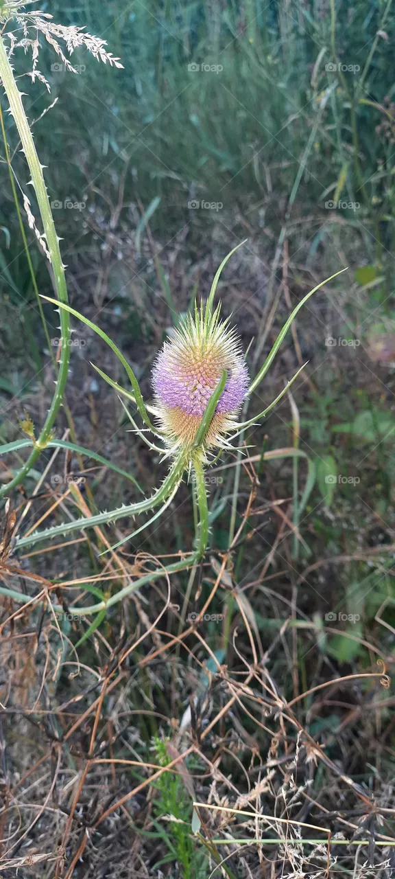 crowned thistle