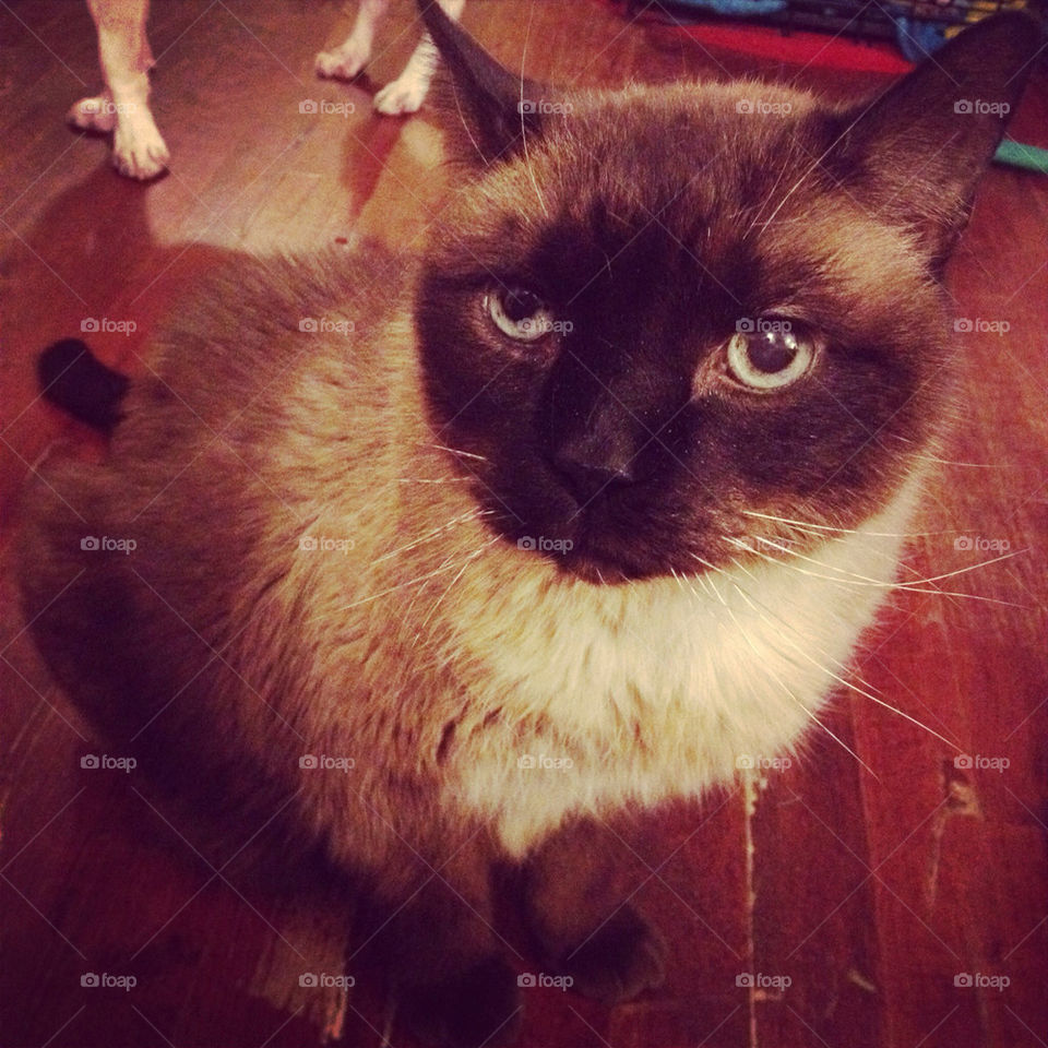 cat siamese paws whiskers by jessatdiesel