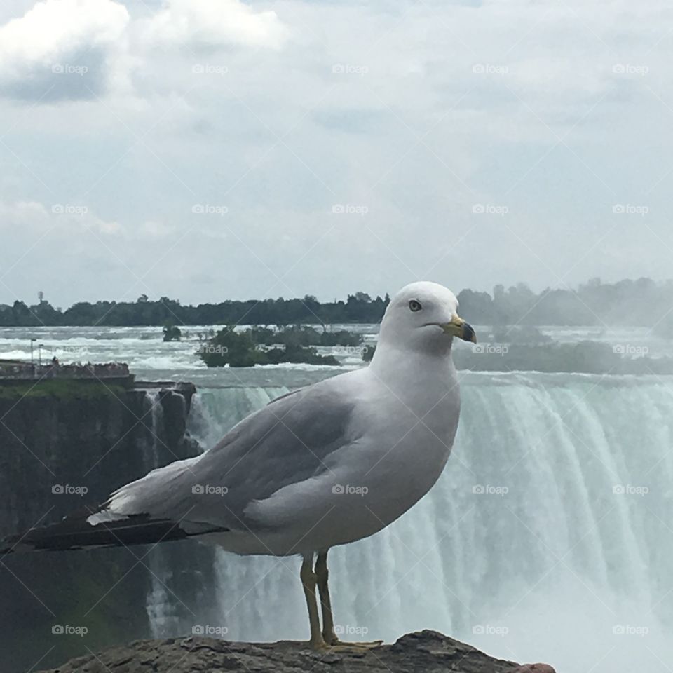 Seagull - Niagara Falls 