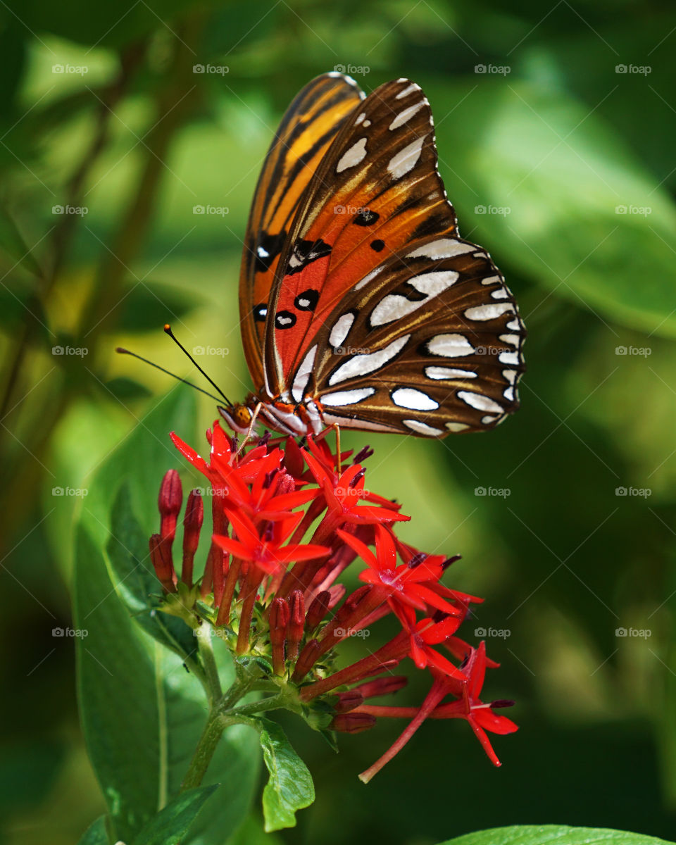 Gulf Fritillary Butterfly 