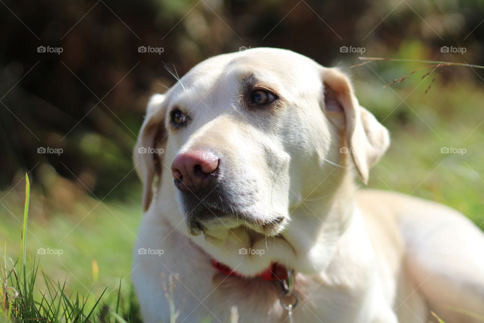 Sad white dog in the garden