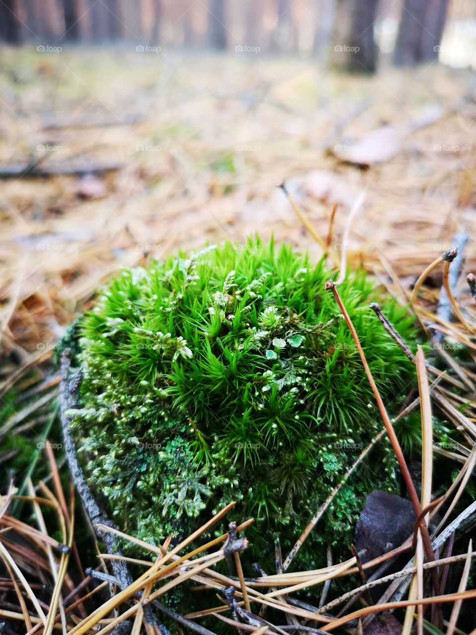 Green moss in the autumn forest. Zielona Góra. Poland