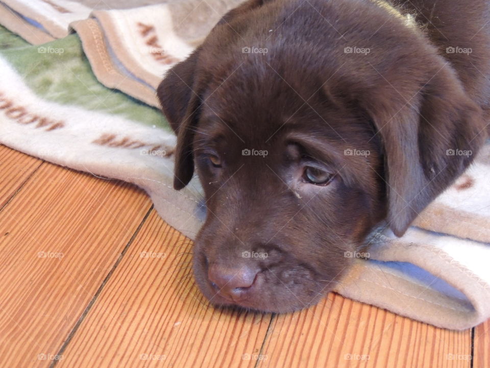 Chocolate lab puppy waking up from a nap on a blanket 