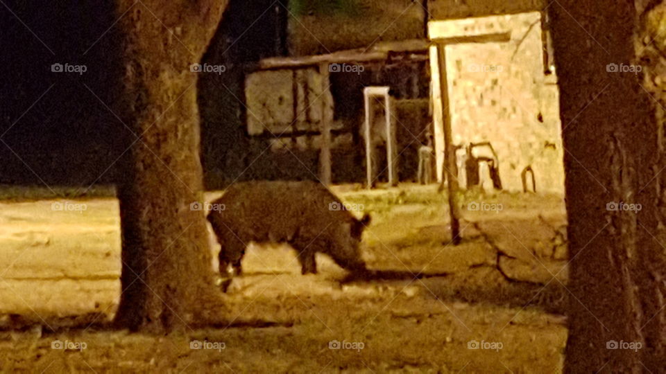 big wild hog in town
