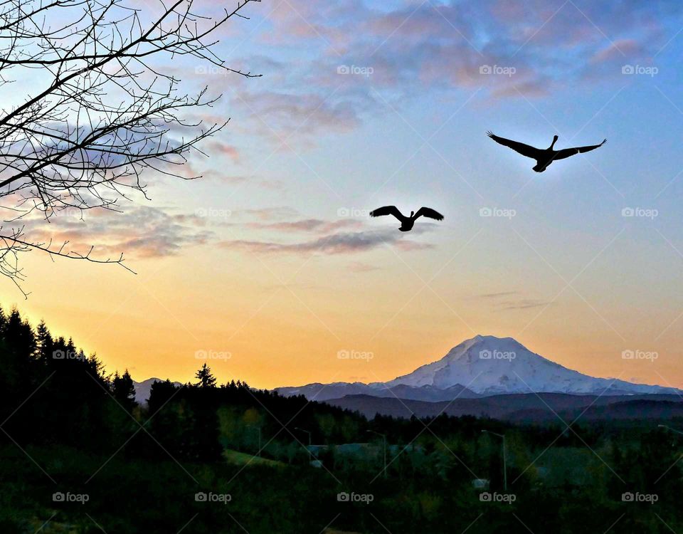 Canadian geese flying in a sunrise