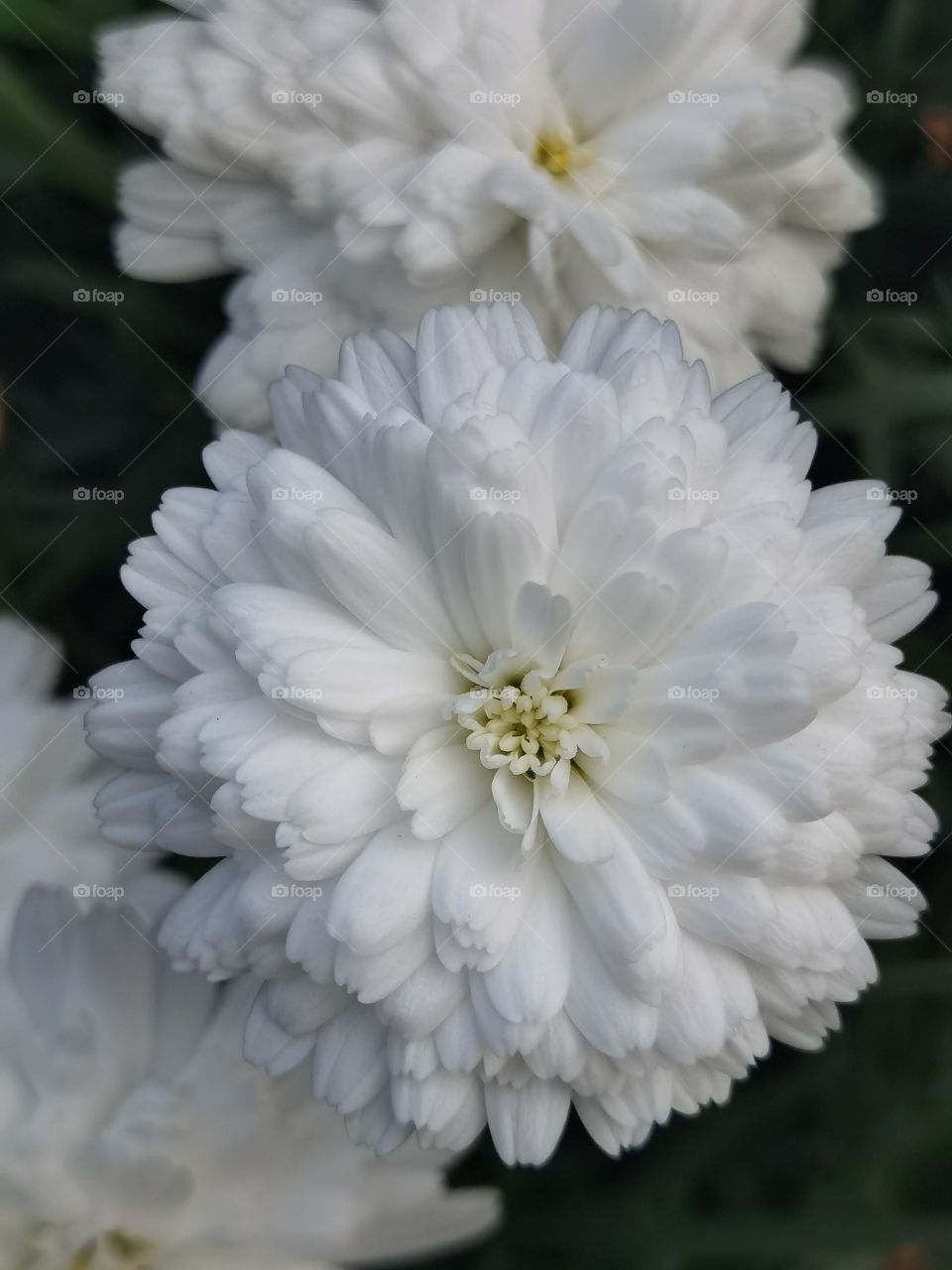 white flower