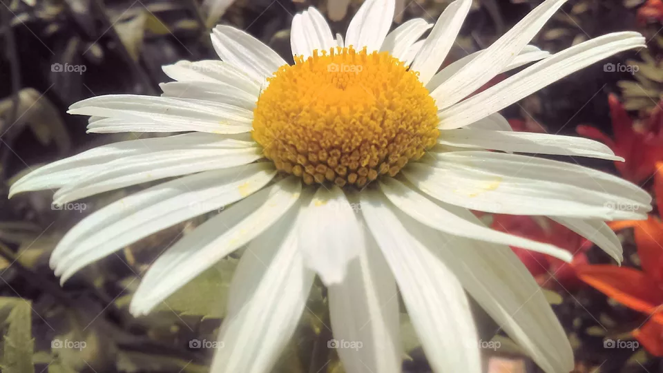 Flower.