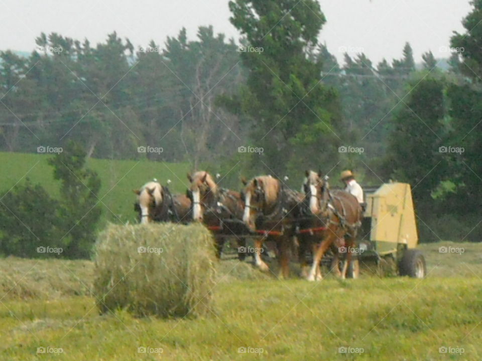 horse haying