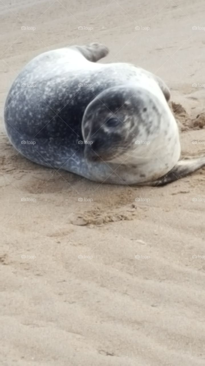 seal