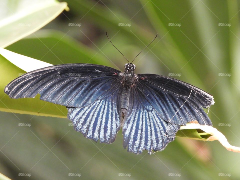 A close up of a butterfly 