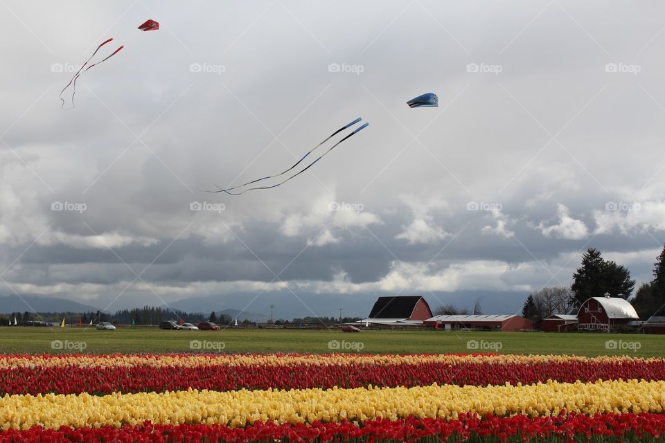 kites and flowers