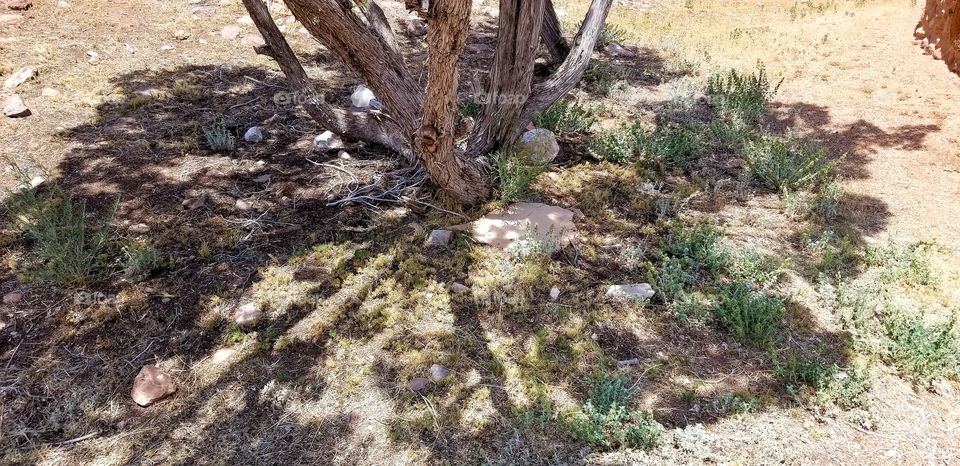 Rocks and roots in nm