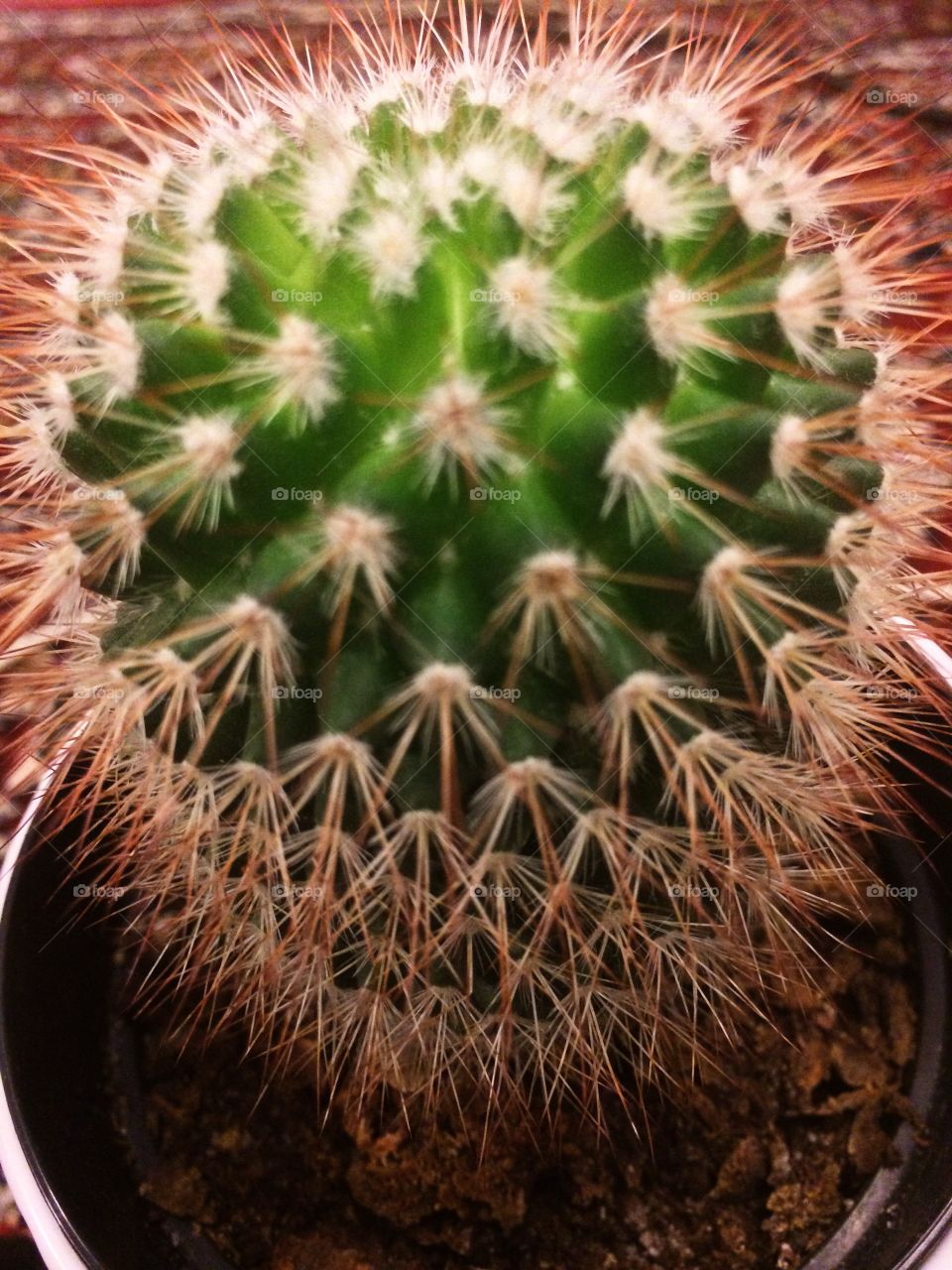 Cactus close up