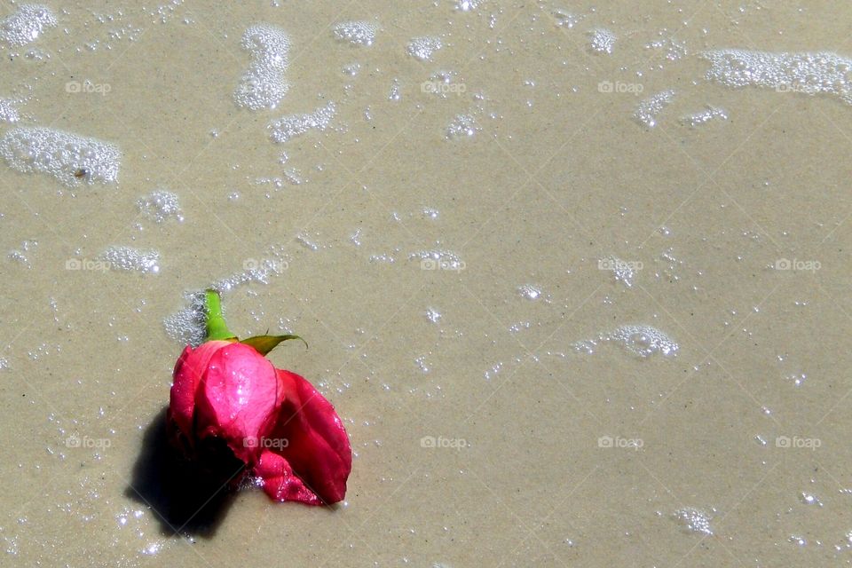 Beach Rose