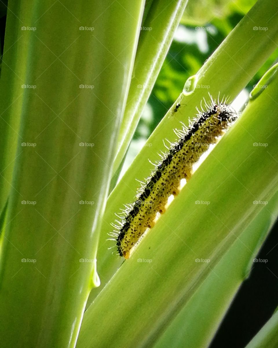 Caterpillar