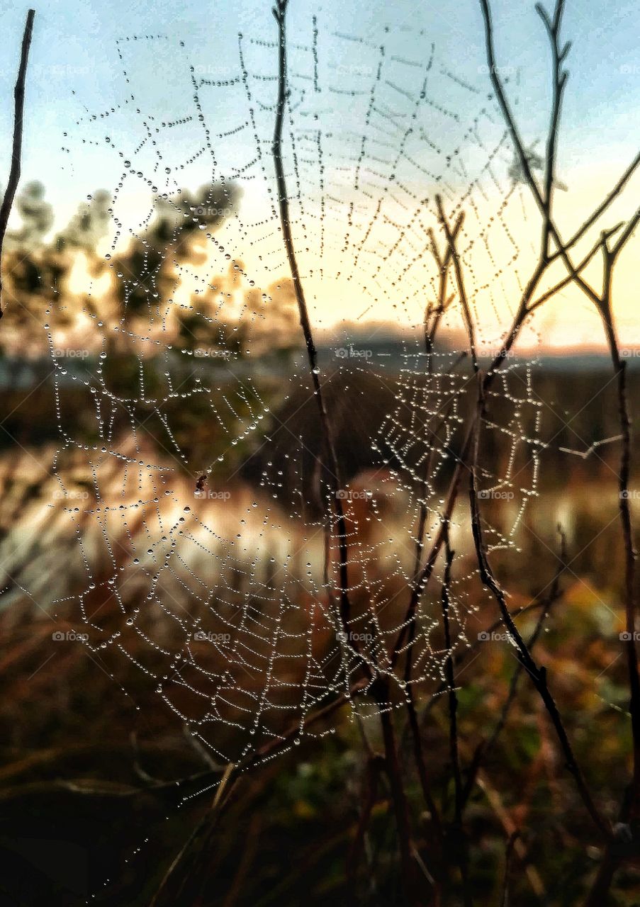 Cought in a web