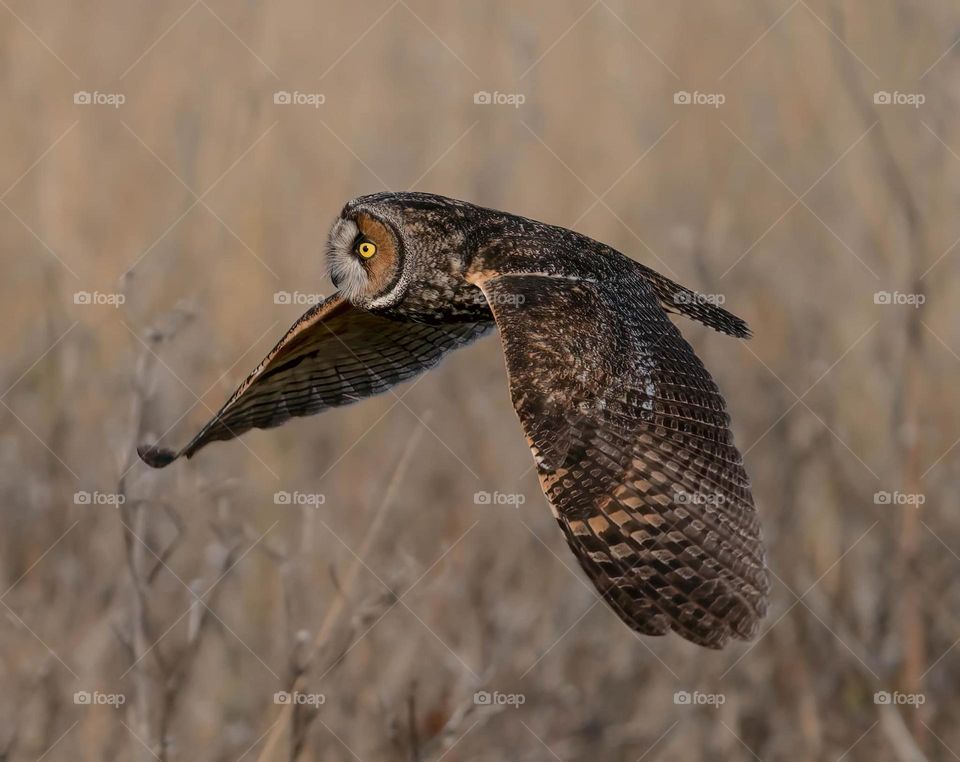 Beautiful and cute owl bird