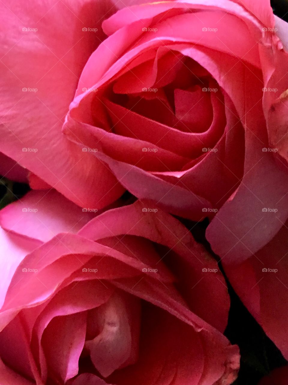 A pair of pink roses upclose