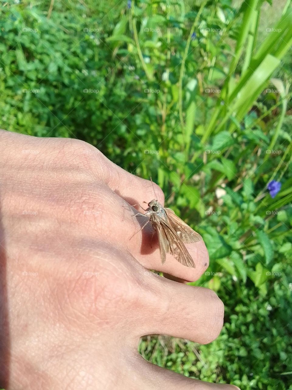 Sri Lankan Butterflies.😍🍃