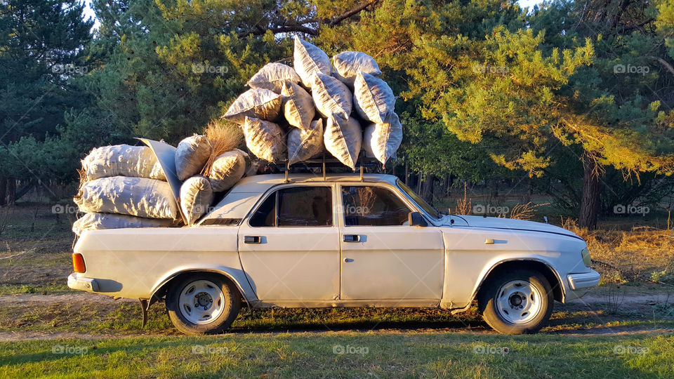 the car is overloaded with bags, in which the tree, for transportation from the forest home