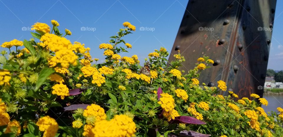 A yellow flower Bush along a bridge with a butterfly subtly sitting on a flower in the middle.