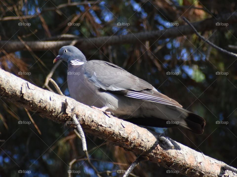 pigeon on a branch