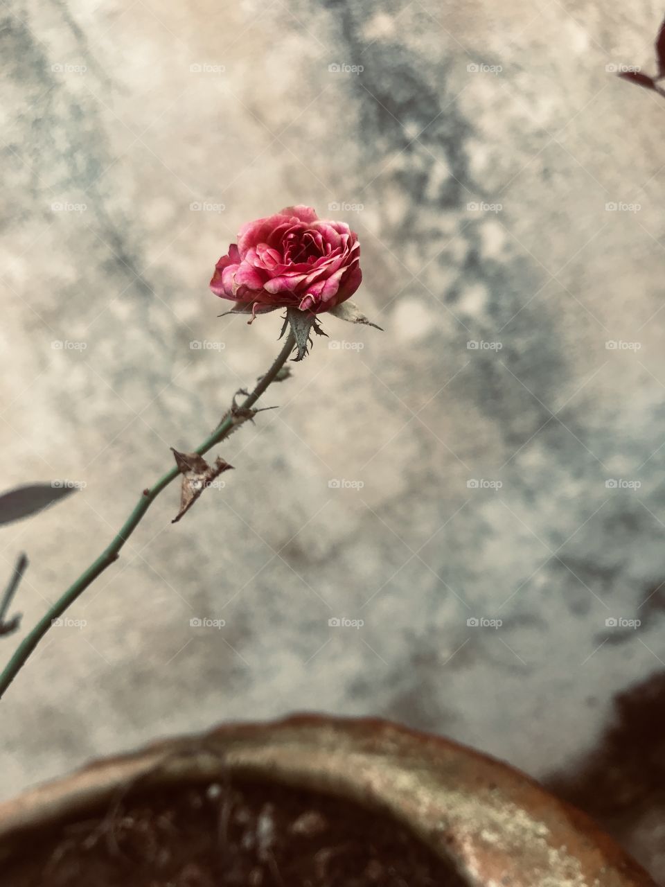 Dry rose