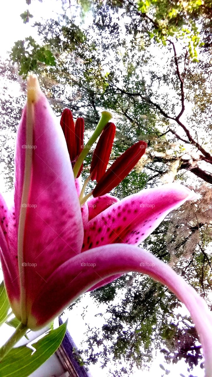 lily blooming in the morning sun
