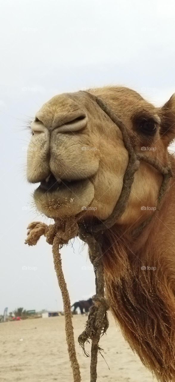 beautiful camel s head looking at camera.