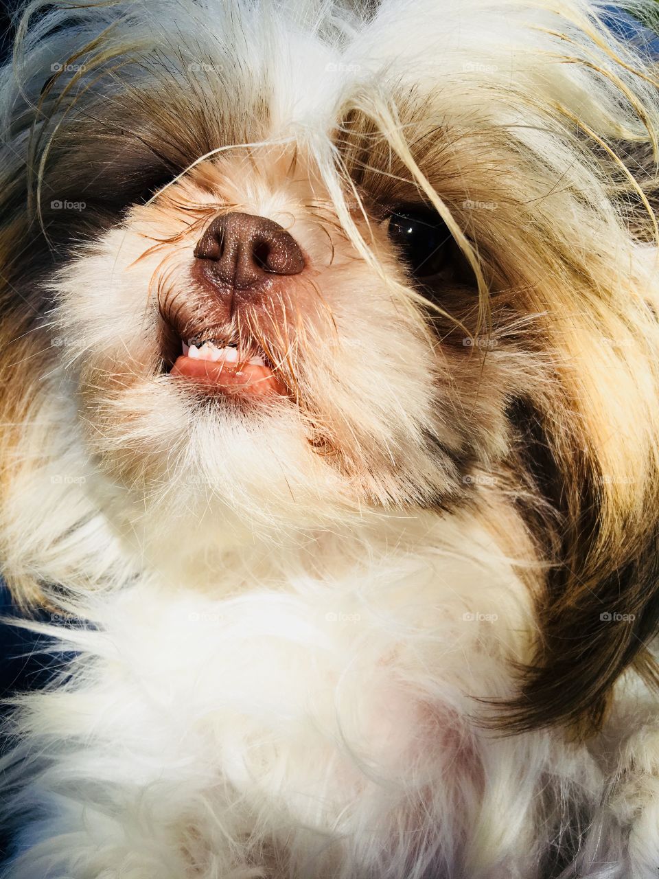 This My little Tucka