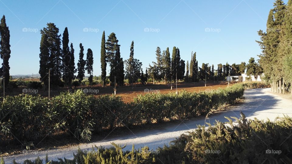 panorama con strada e abeti