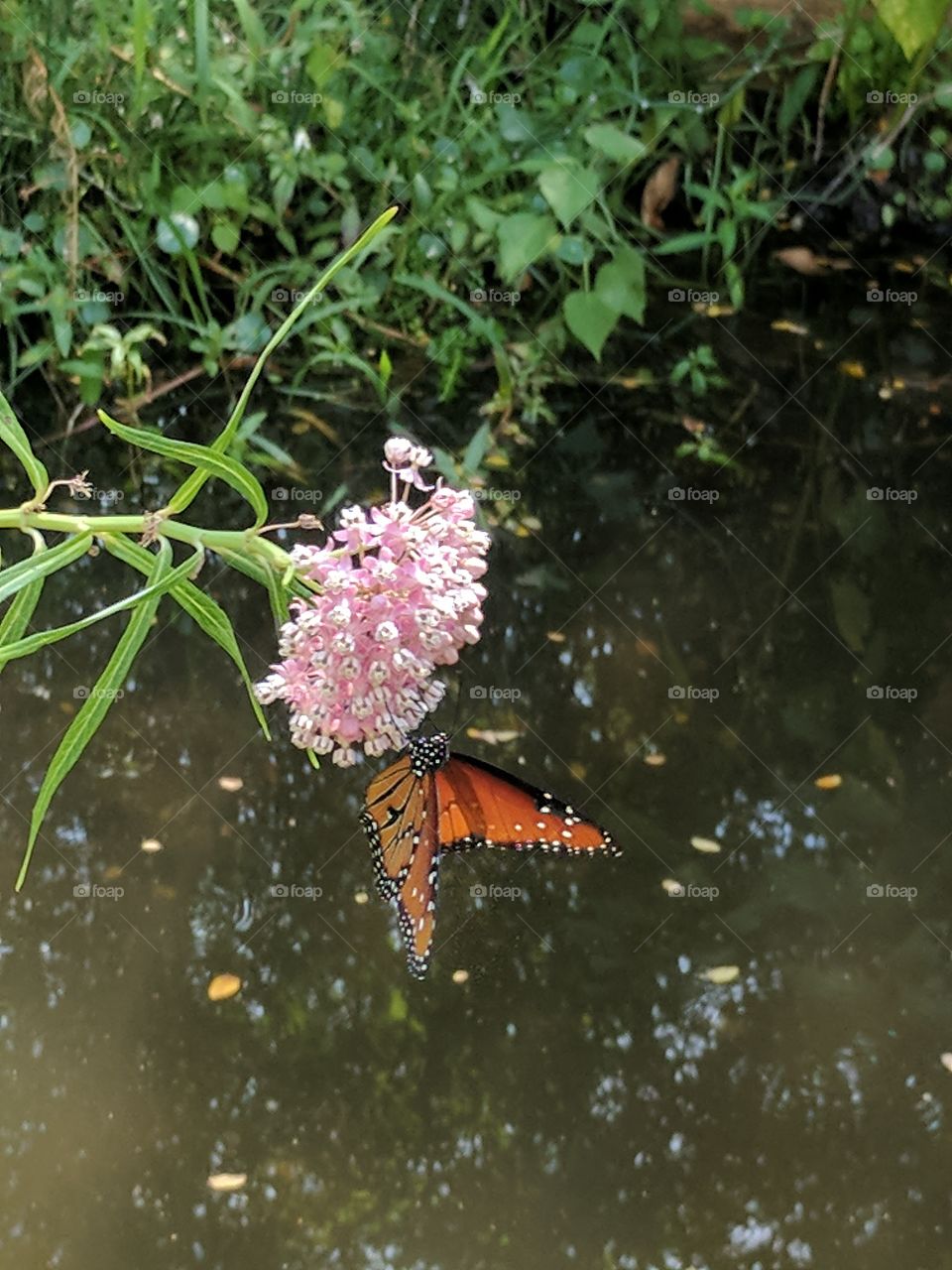 milkweed getting visited by a beautiful monarch butterfly