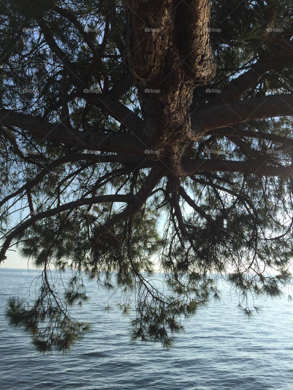 Trees over calm lake