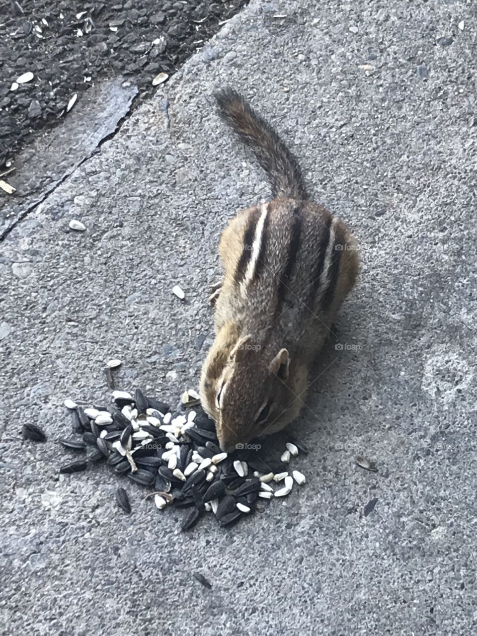 Chipmunk 