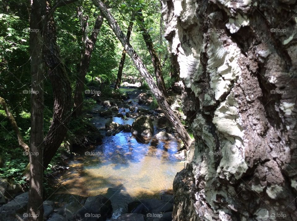 Sky reflection on forest Brook