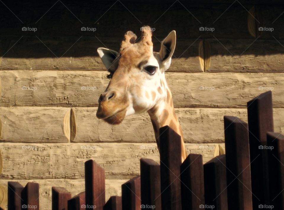 Giraffe and Fence. Giraffe peeking over the fence at Taronga Zoo