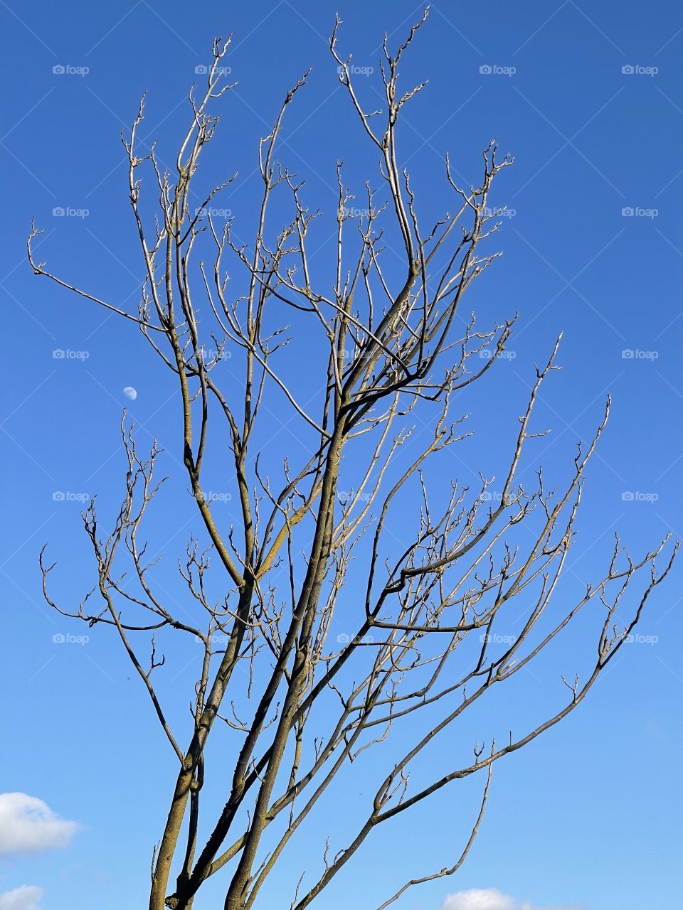 A tree in the winter with the moon and blue sky background in California weather ☀️ 