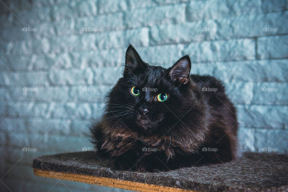 Close-up of domestic cat